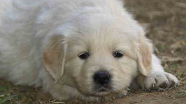 Puppies