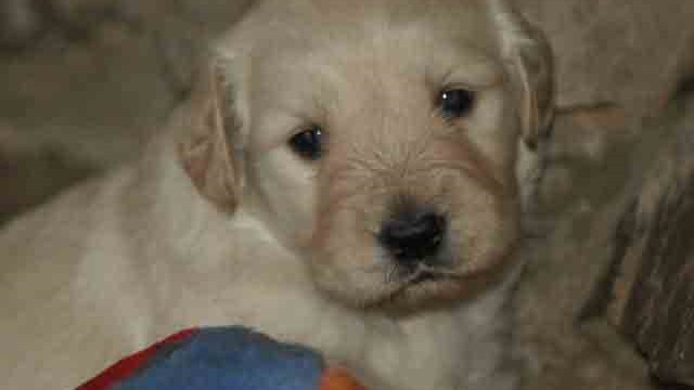 Puppies