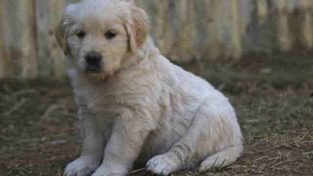 Puppies