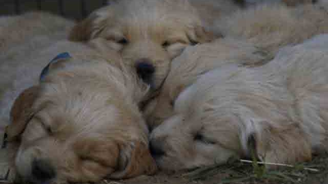 Puppies