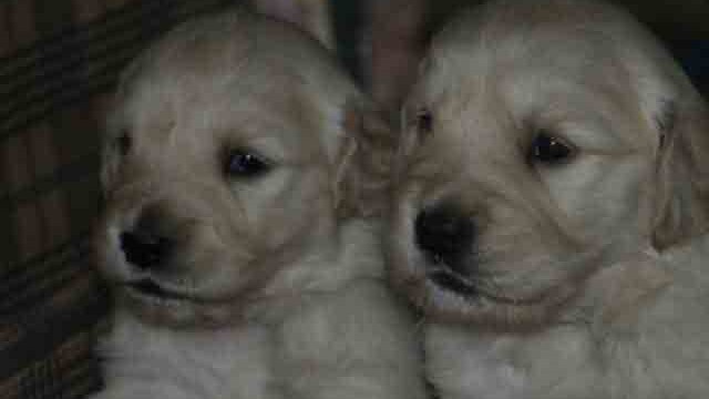 Puppies