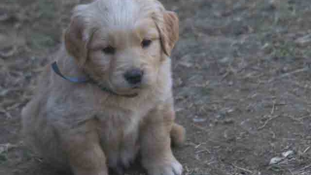 Puppies