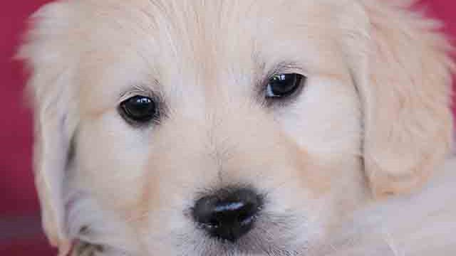 Puppies