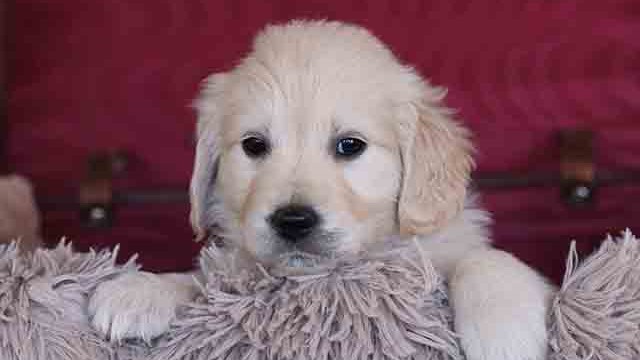 Puppies