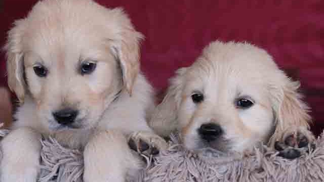 Puppies