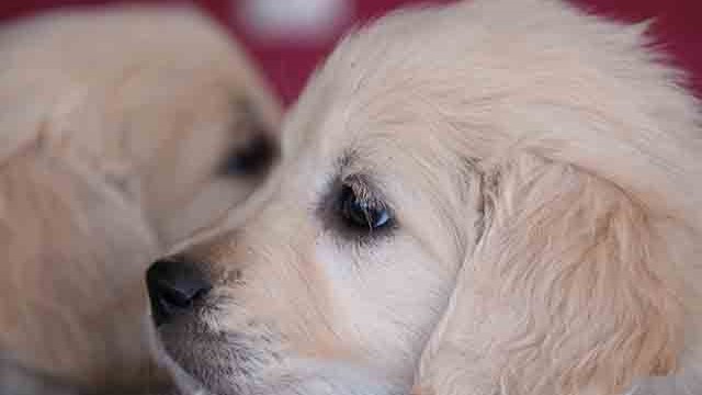 Puppies