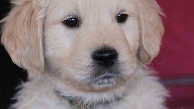 Puppies