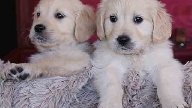 Puppies